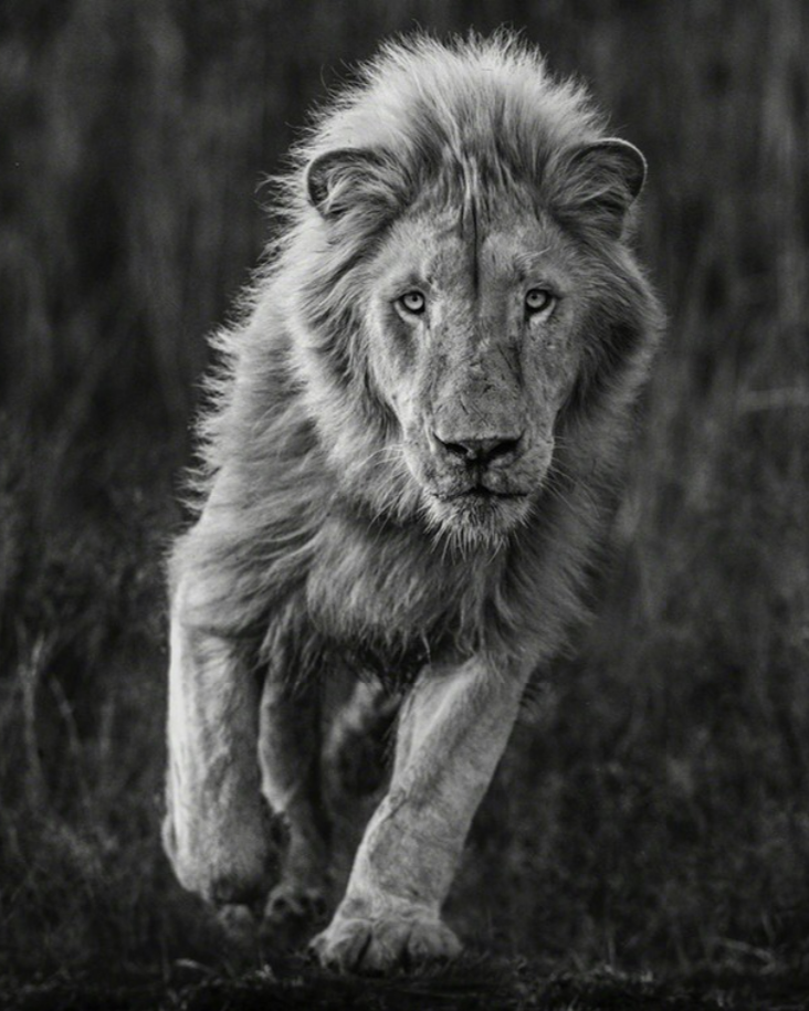 David Yarrow